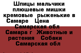 Шпицы мальчики плюшевые мишки кремовые, рыженькие в Самаре › Цена ­ 23 000 - Самарская обл., Самара г. Животные и растения » Собаки   . Самарская обл.